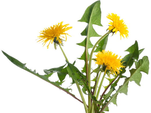 Dandelion plant with leaves and yellow flowers