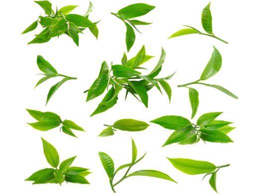 Fresh green tea leaves