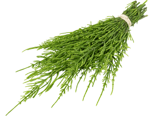 Bundle of fresh horsetail (Equisetum arvense) stems