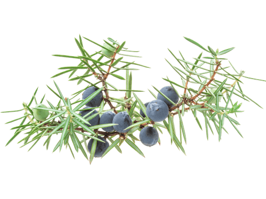 Juniper branch with ripe blue berries