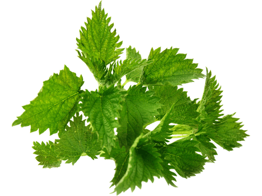 Fresh stinging nettle leaves